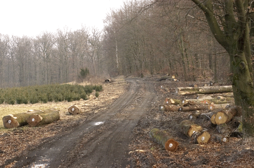 L'entrée de la forêt de Presnaumont (Crédit: A.DEHEZ)